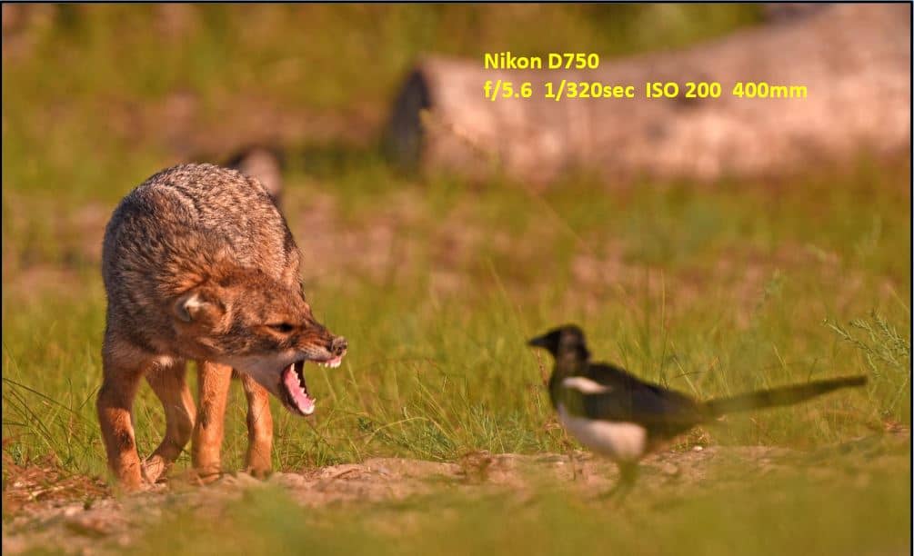 hyena growling at magpie
