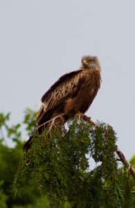Fairlands - My local Red Kite by Peter Collins