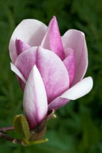 Guildford Garden - Magnolia by Harry Wickens