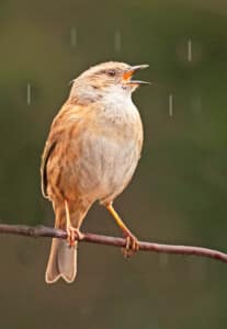 My garden - Dunnock singing in the rain by Ann Jacobs