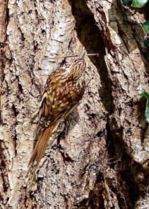 Treecreeper nest building by Doreen Shepherd