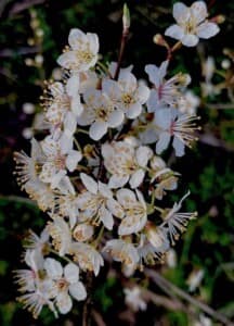 Onslow Village Arboretum - Hawthorn blossom by Doreen Shepherd