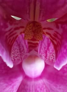 Cat or moth orchid by Charles Graham