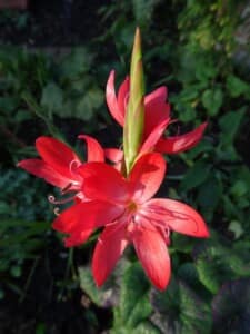 My garden - Crocosmia by Val Pink