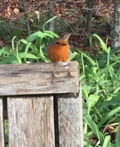 Wisley Gardens - A Robin being nosey by Michael Wheeler