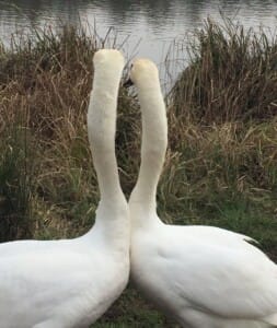 Riverside Park,Burpham - 2 swans having a chat, courting perhaps by Michael Wheeler