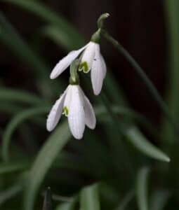 Guildford Garden - Snowdrops by Harry Wickens