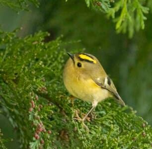 Churchyard - Goldcrest by Ann Jacobs