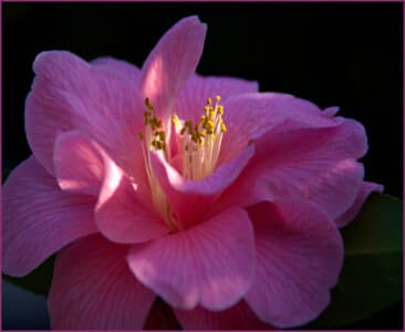 First Camelia in the garden by Gachou Pletts