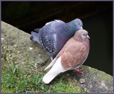 A courting pair of pigeons by the canal by Gachou Pletts