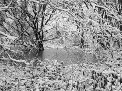 Fairlands woods - Winter Wonderland by Peter Collins