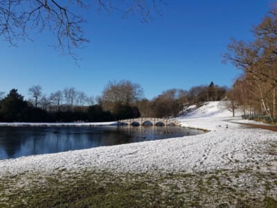 Painshill Park - Bright snowy day by Dawn Wallace