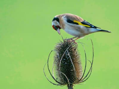 In My Garden - Goldfinch by Mary Edwards