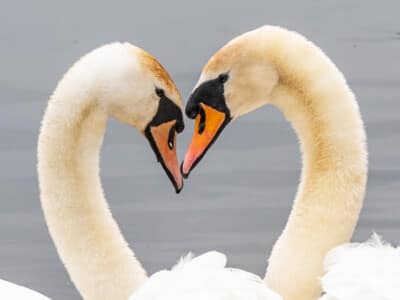 Bowers Reserve - Courting Swans by Mary Edwards