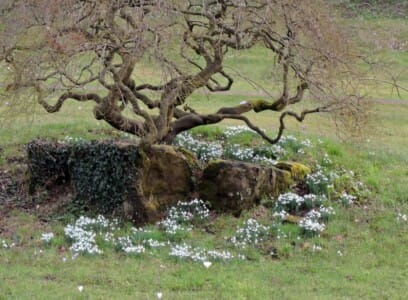 Snowdrops at Wisley by Charles Graham