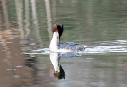 Marsh Farm Lakes, Milford - Great Crested Grebe by Stuart Northedge