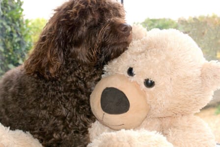 Home at Sutton Green - Maisie and her big Ted by Bob Peel
