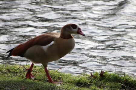 Painshill Park - Egyptian Goose by Michael Wheeler