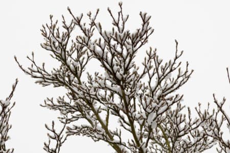 Guildford Garden - Snow on pear tree by Harry Wickens