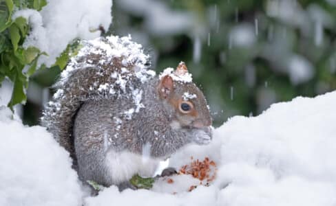 My garden - Snowy squirrel by Ann Jacobs