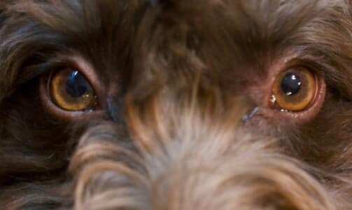 This One is for Richard - Maisie's Eyes by Bob Peel