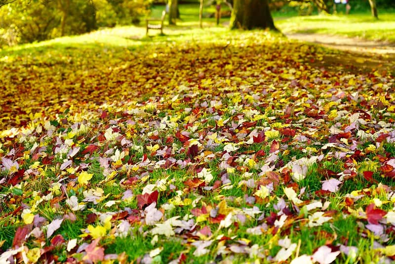 Winkworth Autumn Colour